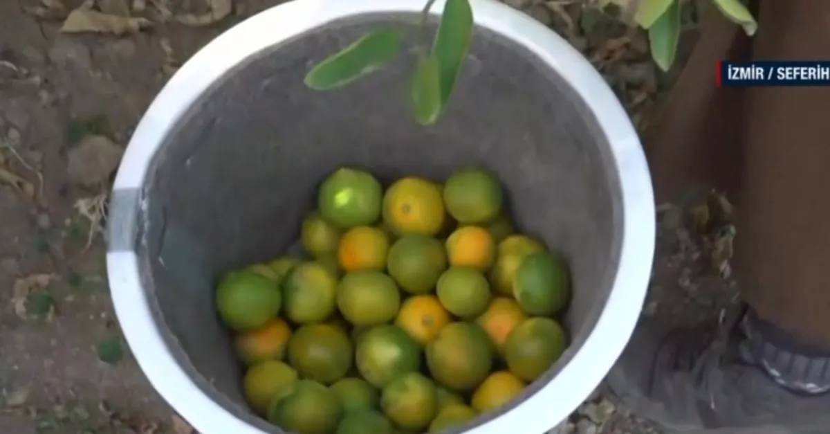 Ege’de erkenci mandalinanın hasadı başladı!