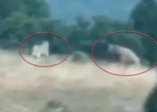 Vahşi doğa belgesellerini aratmayan görüntüler Türkiye’den! Kangal köpekleri ayıyı böyle pusuya düşürdü