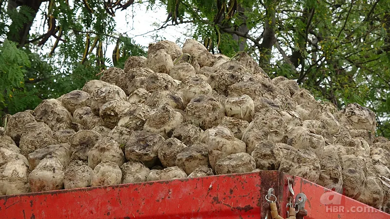 Tarım ve Orman Bakanlığı duyurdu! Şeker pancarının alım fiyatı belli oldu 4