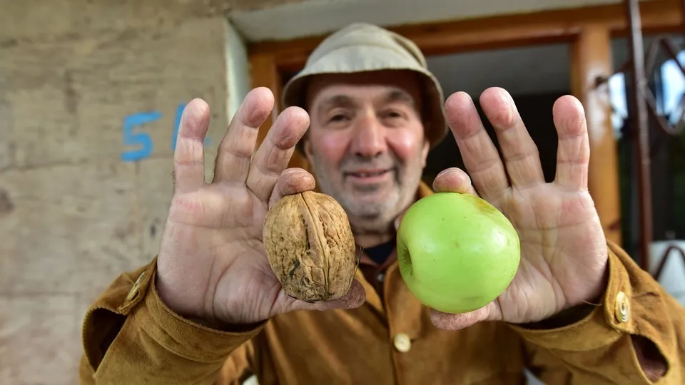 Elma büyüklüğünde cevizi görenler hayrete düştü