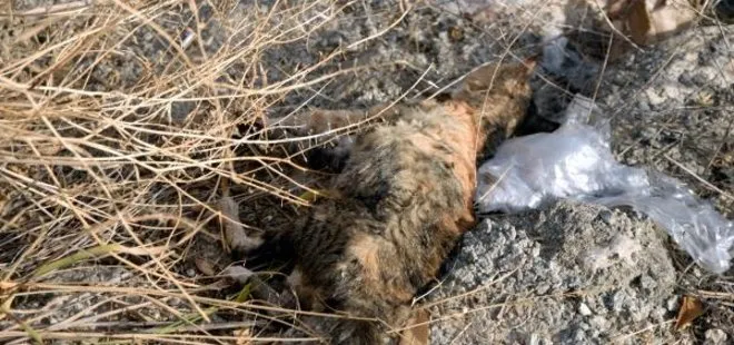 Mersin’de 15 kedi ölü olarak bulunmuştu! Savcılık harekete geçti