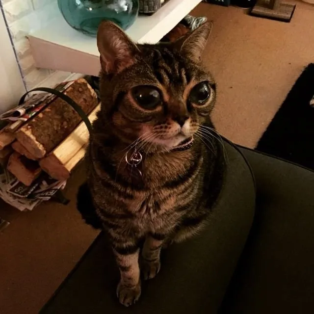 uzayli kedi matilda
