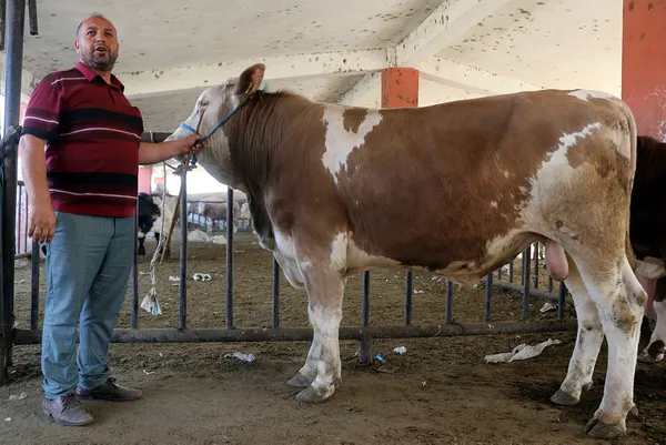 Tarım ve Orman Bakanlığından CHP’ye büyükbaş hayvan yanıtı! Rakamlar açıklandı