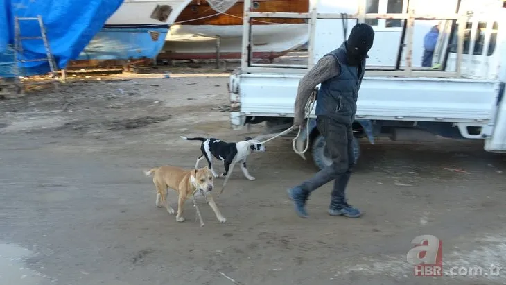 Sahipsiz pitbull dehşeti! Keçi yavrusunu kaçırıp yediler