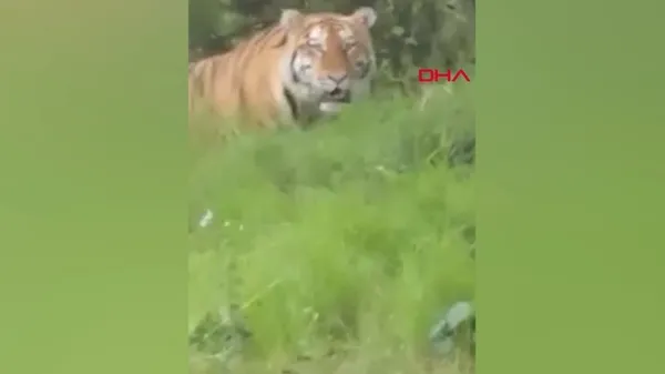 Tuttuğu bir kova balığı kaplana kaptırdı | O anlar kamerada... - 2