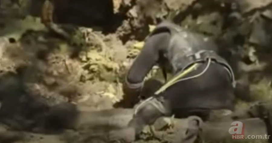 Kral kobra yılanı İngiliz adama saldırdı! Dünyanın en tehlikeli yılanı dinlenen adamı yakaladı 13