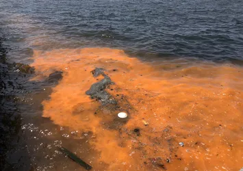 Rengi değişti! İzmir Körfez’i alarm veriyor: Toplu ölümler görülebilir