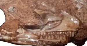Kertenkelelerin atası bulundu!