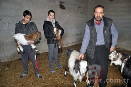 Keçinin doğurduğu ikiz oğlakları görünce dehşete düştü! Ahıra girince...