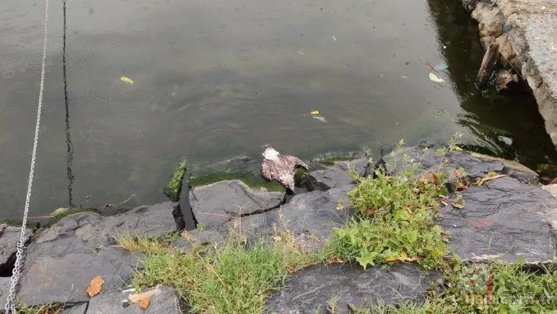 Küçükçekmece Gölü’nde büyük dram! CHP'li İBB kılını bile kıpırdatmıyor! Balıklardan sonra şimdi de martı ölümleri başladı 1