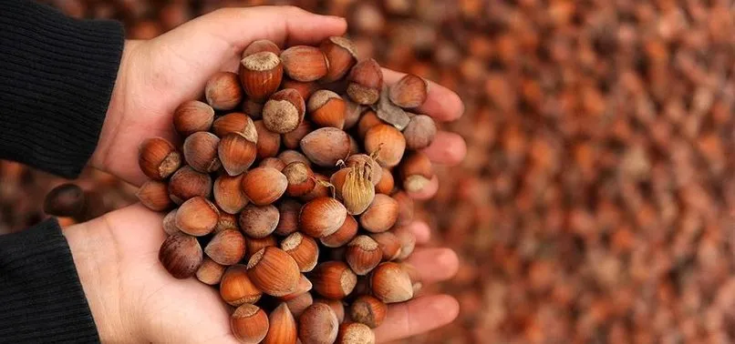 Hükümetten açıklama: Fındık alım ödemeleri başladı