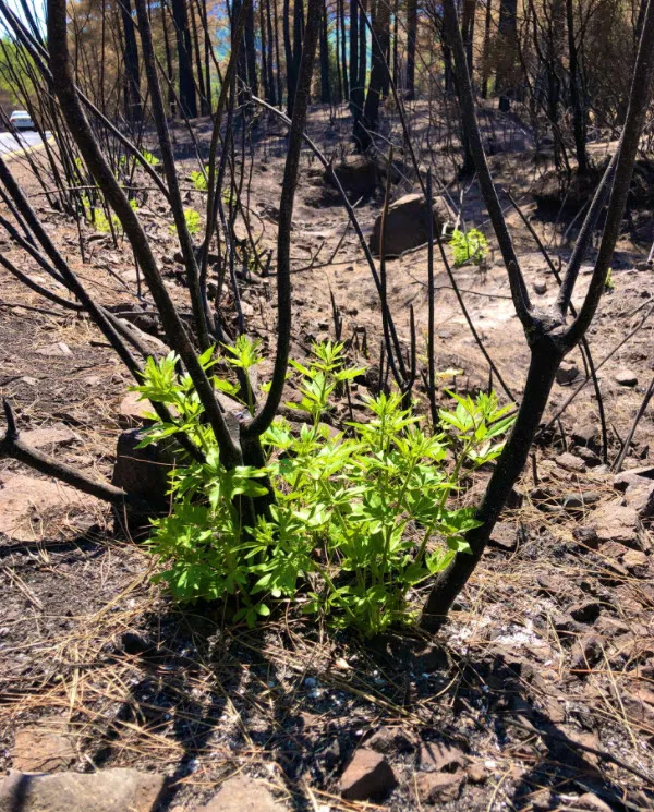 Marmaris’te yangınlar sonrası doğa canlanmaya başladı