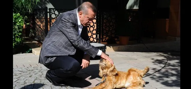 Başkan Erdoğan ’sokak hayvanları’ talimatını yineledi! 81 ile barınaklar ve rehabilitasyon merkezleri kurulacak
