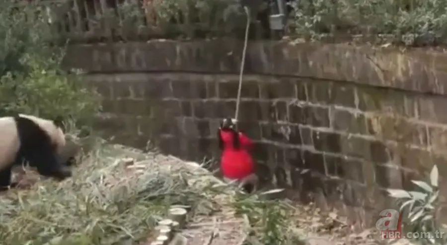 Aslanın kafesine köpek bıraktılar! Herkes olanları izledi... 22