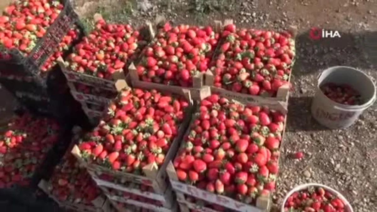 Batman'da 3 mevsim üretimi devam eden organik çilekte yılın son hasadı başladı