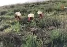 ‘Kurt kulağı’ çiçeği göz kamaştırdı