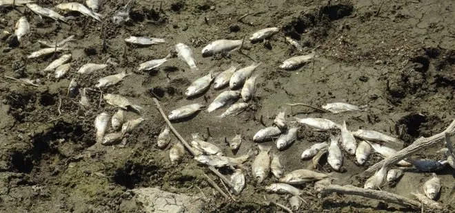 Çınarcık Barajı’nda korkutan manzara! Balık ölümlerinin sebebi ne?