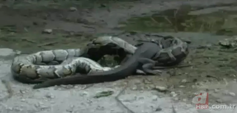 Dev piton timsahı yutmaya kalkıştı! Görenler inanamadı... 7