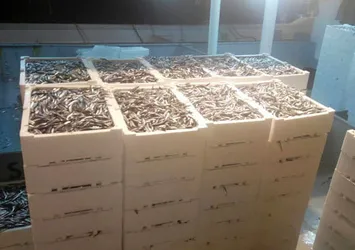 Kastamonu’da bir gecede 500 ton hamsi avlandı