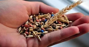 Yerli ve milli tohum atağı!