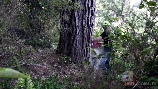 Yol yapımı sırasında bulundu! Milyonlarca yıllık… 14