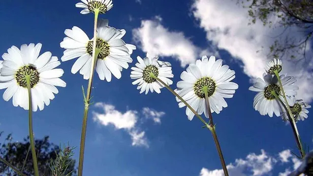 ilk-cemre-dustu-mu-ne-zaman-dusecek-havaya-suya-topraga-cemre-dusme-tarihleri-2024-1707388671283.jpg İlk cemre düştü mü, ne zaman düşecek? Havaya, suya, toprağa cemre düşme tarihleri 2024 - 3