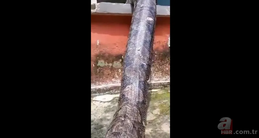 Bir yılan bunu neden yer? Pitonu ameliyat eden veterinerlerden sevinç çığlıkları 18