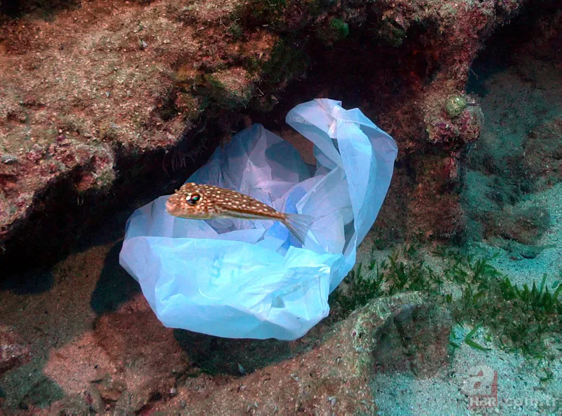 Utandıran görüntü: Maske-poşet-şişe... 4