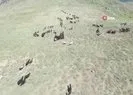 Yaylalara yiyecek aramaya gelen yılkı atları böyle görüntülendi