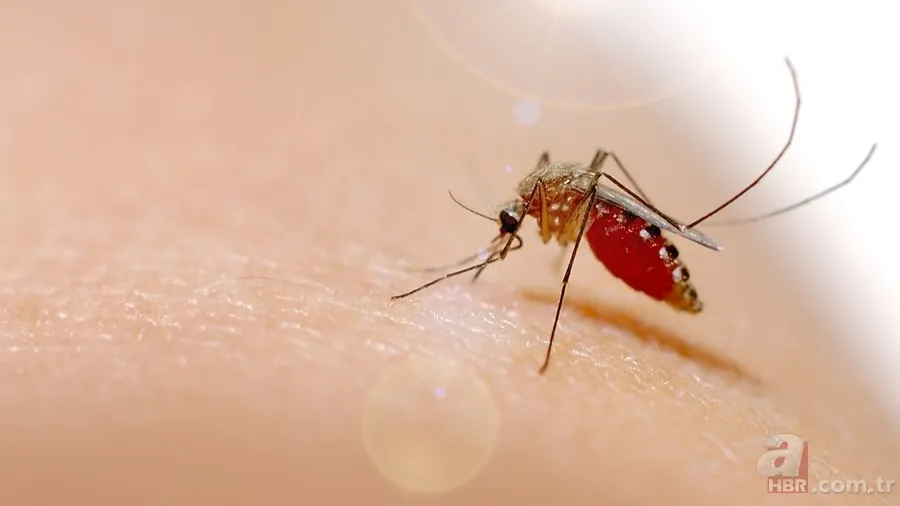 Çin’de virüs alarmı: Chikungunya virüsü nedir? Chikungunya hastalığı nasıl bulaşır, belirtileri neler, tedavisi mümkün mü? 1