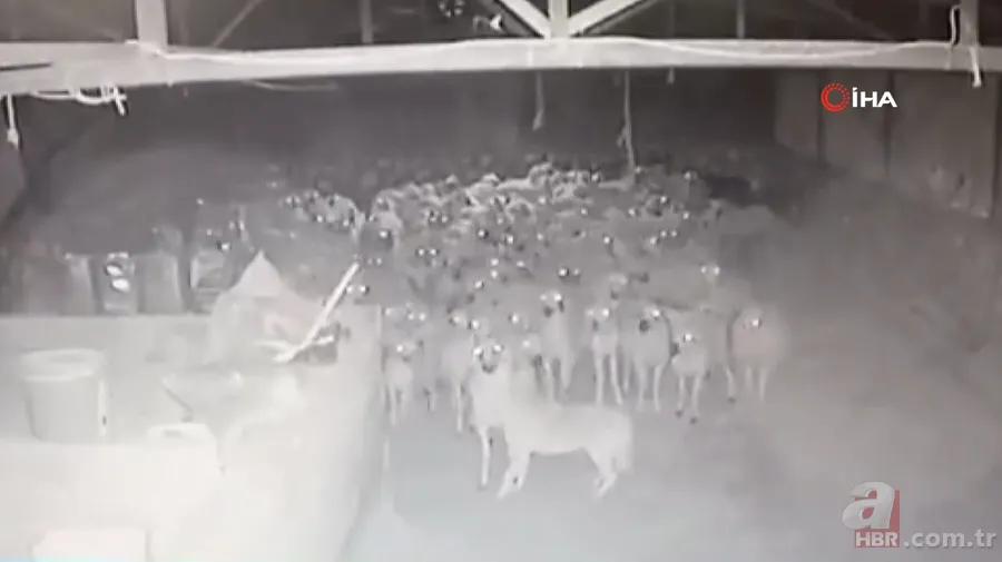 Ağıla girince şoke oldu! Kaçarken tekrar saldırdı… Tek tek saldırıp böyle dehşet saçtı 10