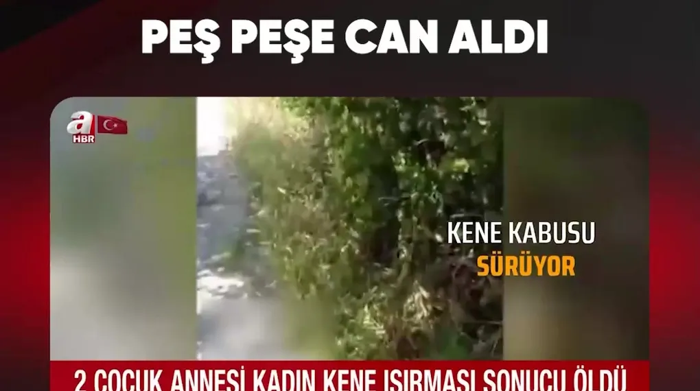 KENE ISIRMALARI PEŞ PEŞE CAN ALDI