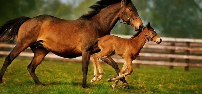 Dört nala kazanç: 23 milyon TL