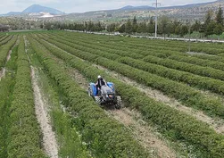 4 tonundan sadece 1 kilo çıkıyor: Şampuandan parfüme dünya bu çiçeği bekliyor