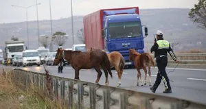 Dikkat! Bu yolda karşınıza at çıkabilir
