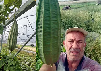 6 bin 820 kilometre uzaktan getirtip tarlasına ekti! Ankaralı çiftçiden tropikal bamya