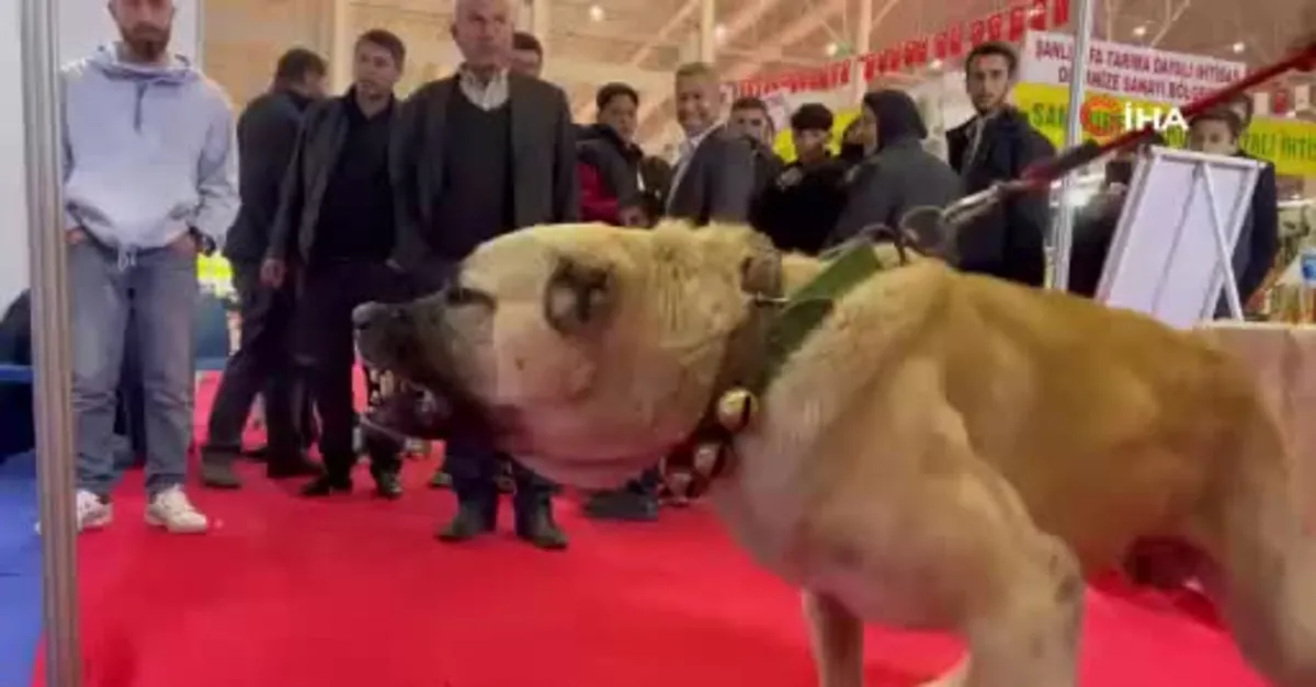 Çobanların vazgeçilmezi Guregh köpekleri