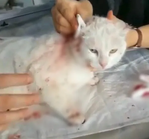 1609675073846.jpg Kocaeli'de vahşet! Kulakları kesilmiş halde bulundu - 2