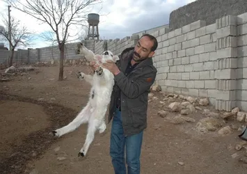 6 ayaklı kuzu görenleri şaşkına çeviriyor!