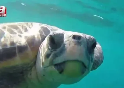 Ömrünü deniz kaplumbağalarına adadı