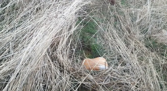 Kıran-5’de flaş baskın: 1 ton esrar yakalanarak imha edildi