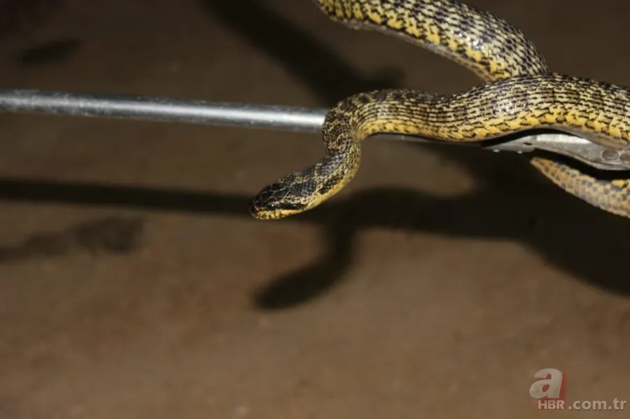 Bu yılanı görünce arkanıza bakmadan kaçın! Muş, Hakkari, Bingöl, Diyarbakır, Malatya… Türkiye’nin dört bir yanında görüldü! Tek ısırığıyla… 5