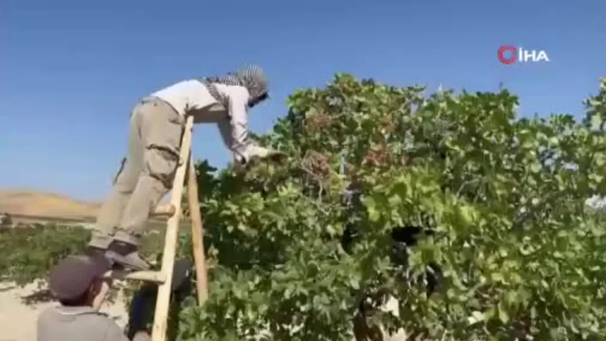 Yeşil altında yüksek rekolte, düşük fiyat
