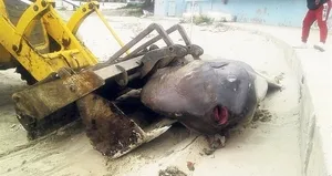 Ay ışığında parlayan dev ölü halde bulundu!