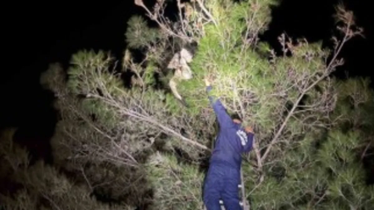 Ayağına dolanan ip yüzünden ağaçta asılı kalan leylek kurtarıldı