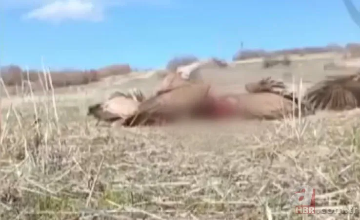 Rize’de sürü halinde ortaya çıktılar! Yavru köpeği mi yediler? 4