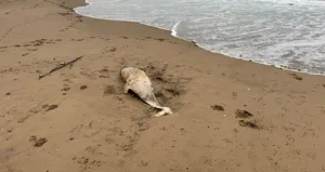 Sahile vurdu! Ekipler harekete geçti