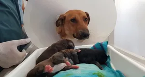 Doğum sancısı tutan köpek hastaneye gitti