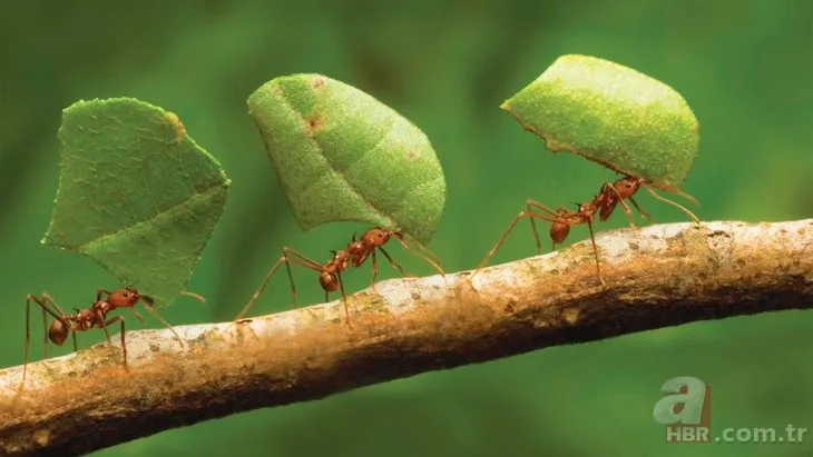 Karıncalarla ilgili şaşırtan keşif! Bilim insanları şoke oldu