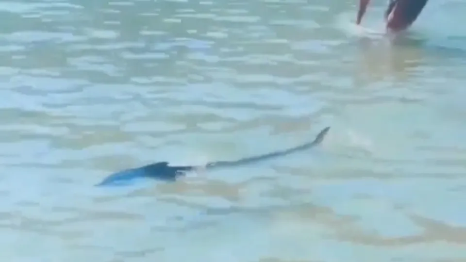 Akdeniz zarganasının bitmeyen çilesi!